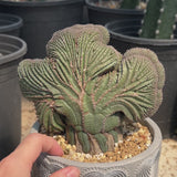 Euphorbia obesa | Crested-Euphorbia-W4-5cm-video-22