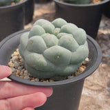 Lophophora fricii | big tubercles-Lophophora-W5-8cm-video-15