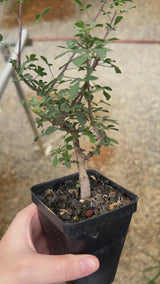 Commiphora kataf-Burseraceae-W0.5cm-video-6