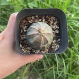 Euphorbia obesa | Crested-Euphorbia-W4-5cm-video-3