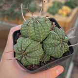 Euphorbia valida-Euphorbia-W4-5CM&W6-7CM-video-4