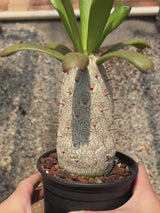 Euphorbia unispina-Euphorbia-W5-6cm-video-3
