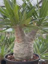 Pachypodium rosulatum var. gracilius-Pachypodium-image-40