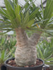 Pachypodium rosulatum var. gracilius