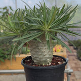 Pachypodium rosulatum var. gracilius-Pachypodium-video-36