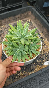 Aloe brevifolia
