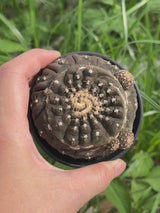 Gymnocalycium ragonesei |  spiralis-Gymnocalycium-W6-7cm-video-4