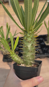 Pachypodium ambongense-Pachypodium-W3-4cm-video-15