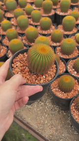 Uebelmannia eriocactoides-Uebelmannia-W5.5-6cm-video-15