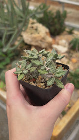 Euphorbia tulearensis-Euphorbia-video-32