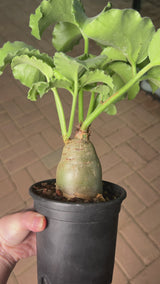 Cyphostemma uter var. macropus (Angola)-Cyphostemma-image-6