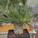 Pachypodium rosulatum var. gracilius-Pachypodium-video-85