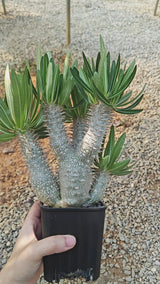 Pachypodium inopinatum