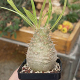 Pachypodium rosulatum var. gracilius-Pachypodium-video-4