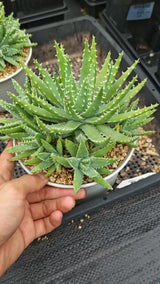 Aloe brevifolia