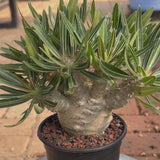 Pachypodium rosulatum var. gracilius-Pachypodium-video-11
