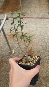Commiphora kataf-Burseraceae-W0.5cm-video-2