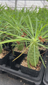 Euphorbia clava-Euphorbia-H8-10cm-video-8