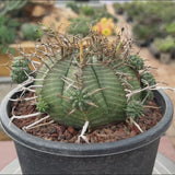 Euphorbia valida-Euphorbia-W4-5CM&W6-7CM-video-13