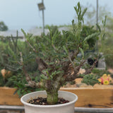 Senna meridionalis-Senna-H4-6cm&W8-10cm-video-23