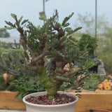 Senna meridionalis-Senna-H4-6cm&W8-10cm-video-19
