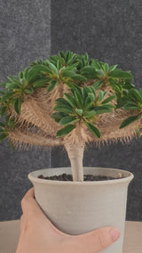 Euphorbia guillauminiana