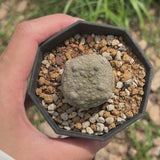 Pseudolithos migiurtinus-Pseudolithos-video-14