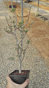 Euphorbia agatheae