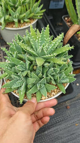 Aloe brevifolia