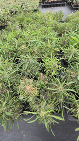 Euphorbia brachyphylla-Euphorbia-W4-6cm&W6-8cm-video-13