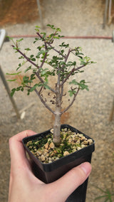 Commiphora kataf-Burseraceae-W0.5cm-video-4