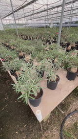 Adenium somalense-Adenium-H40-50cm-video-11