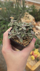 Euphorbia tulearensis-Euphorbia-video-48