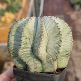 Euphorbia horrida-Euphorbia-W3-4CM-video-3