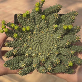 Euphorbia gorgonis-Euphorbia-W8-10cm-video-6