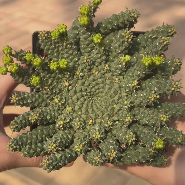 Euphorbia gorgonis-Euphorbia-W8-10cm-image-6