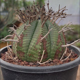Euphorbia valida-Euphorbia-W4-5CM&W6-7CM-video-6