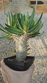 Pachypodium inopinatum