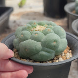 Lophophora fricii | big tubercles-Lophophora-W5-8cm-video-21