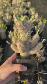 Pachypodium inopinatum-Pachypodium-video-2