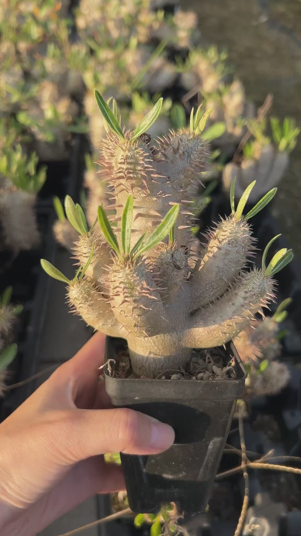 Pachypodium inopinatum-Pachypodium-image-2