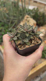 Euphorbia tulearensis-Euphorbia-video-43