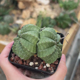 Euphorbia valida-Euphorbia-W4-5CM&W6-7CM-video-2