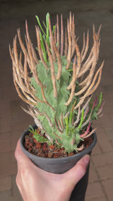 Euphorbia schoenlandii-Euphorbia-H6-8cm-image-12