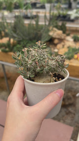 Euphorbia tulearensis-Euphorbia-video-9