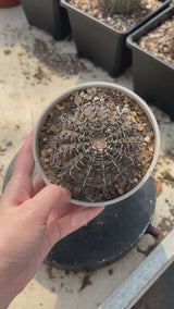Gymnocalycium bodenbenderianum