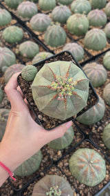Euphorbia obesa-Euphorbia-W4-5cm-video-22