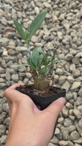 Adenia pechuelii-Adenia-video-6