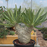 Pachypodium rosulatum var. gracilius-Pachypodium-video-91