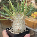 Pachypodium rosulatum var. gracilius-Pachypodium-video-13